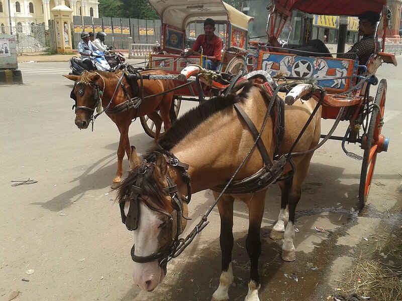 File:Sightseeing near Mysore Palace 2015 Pic 12.jpg