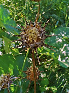 Silybum marianum Infrutescence