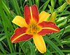 Hemerocallis: Distribución, Etimología y nombres comunes, Descripción