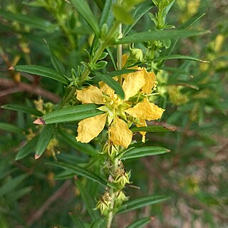 <i>Heimia salicifolia</i> Species of plant