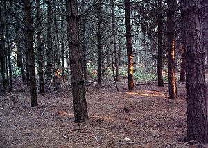 Site of WW1 trenches, Sherwood Pines Forest Park (2) - geograph.org.uk - 77547.jpg