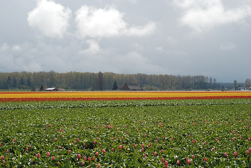 File:Skagit Valley Tulip Festival 2008 (12).jpg