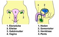 Esboço da genitália humana german.jpg