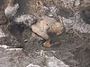 Skull in dmanisi archaeological site.JPG