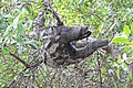 * Nomination Sloth in the Centenario Park, Cartagena, Colombia --Bgag 00:33, 11 February 2021 (UTC) * Promotion  Support Good quality -- Johann Jaritz 03:49, 11 February 2021 (UTC)