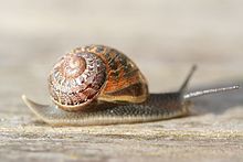 Snail (xndr) .jpg -kuvan kuvaus.