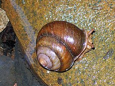 Meridolum marshalli at Camp Gully Creek