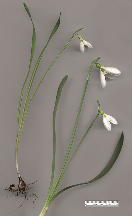 Galanthus gracilis