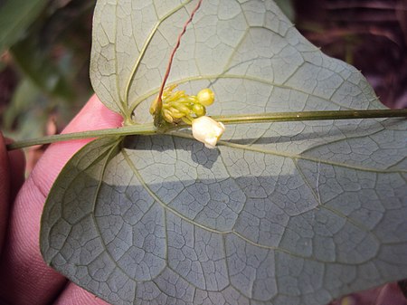 Solena amplexicaulis