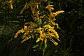 Solidago gigantea B.jpg