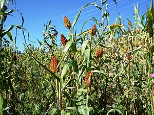 Sorghum Ethiopia.jpg