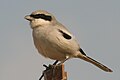 Southern Grey Shrike taken at Al Watbah Camel Race Track, Abu Dhabi, United Arab Emirates by Shah Jahan.