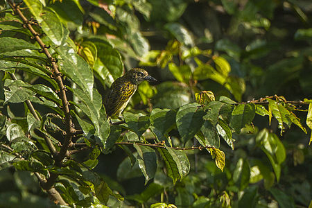 Speckled Tinkerbird - Kakum NP - Ghana 14 S4E1361 (16198696965).jpg