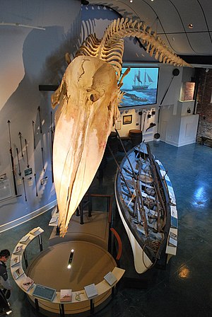 A sperm whale skeleton on display in the Whaling Museum in Nantucket, MA.