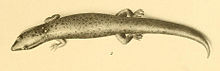 Sphaerodactylus nigropunctatus 01-Barbour 1921.jpg