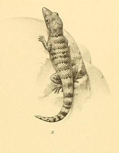 Description de l'image Sphaerodactylus richardsonii 01-Barbour 1921.jpg.