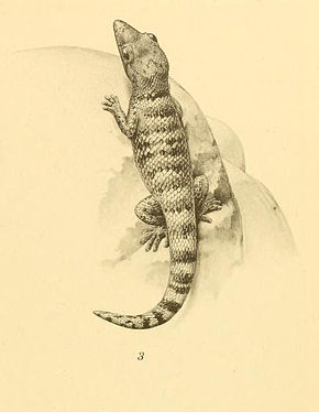 Bildebeskrivelse Sphaerodactylus richardsonii 01-Barbour 1921.jpg.