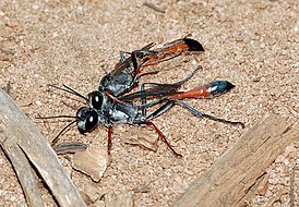 Ammophila heydeni