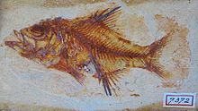 Sphenocephalus fissicaudus Sendenhorst Teylers.JPG