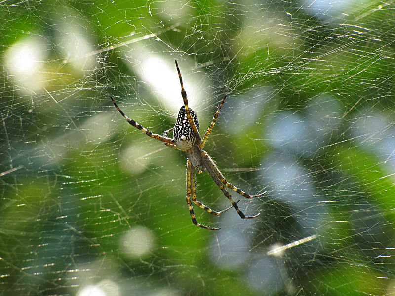 File:Spider 9320.jpg