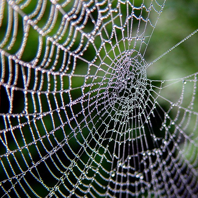 Spider silk - Wikipedia