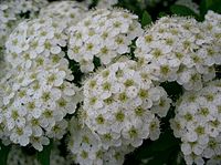 Spiraea cantoniensis