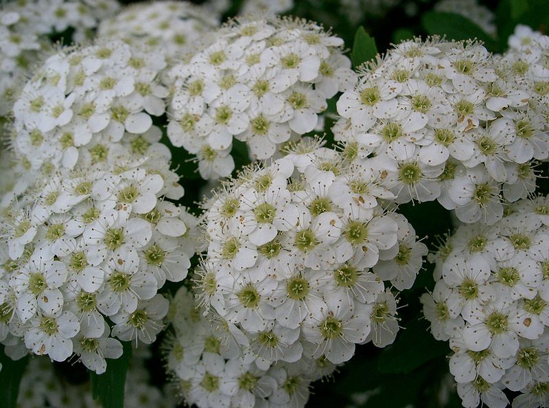 File:Spiraea cantoniensis3.jpg