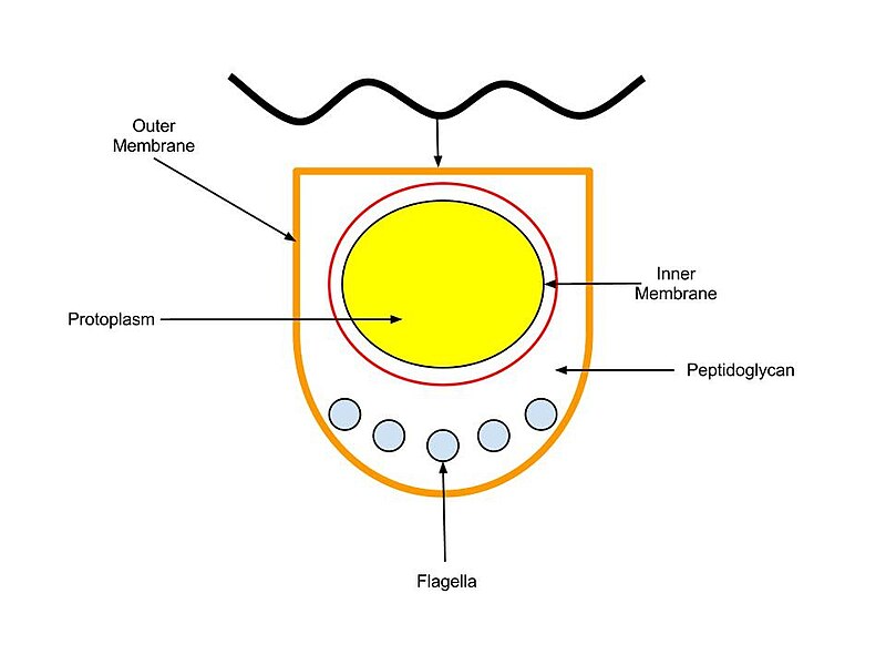 File:Spirochete Cross Section.jpg