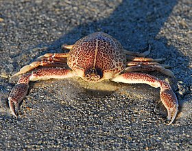 Sponge Mottled Purse Crab ( Persephona mediterranea ) - Flickr - Andrea Westmoreland.jpg