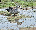 Spot-billed Duck (Anas poecilorhyncha) at Bharatpur I IMG 5701.jpg