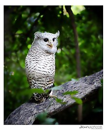 A young spot-bellied eagle-owl, which tend to be paler than adults. Spot bellied Eagle Owl.jpg