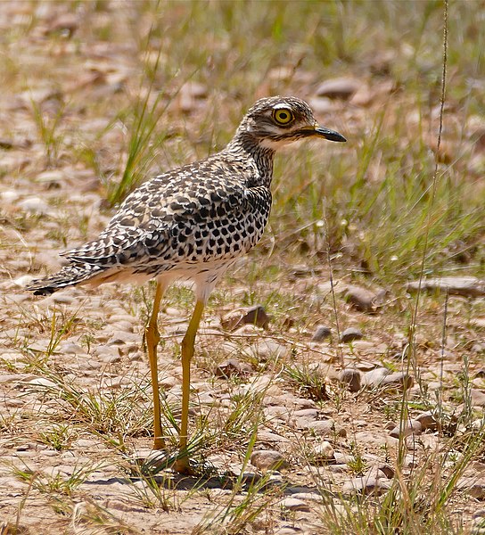 File:Spotted Thick-knee (Burhinus capensis) (32680086412).jpg