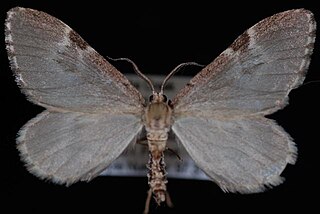 <i>Stamnoctenis morrisata</i> species of moth