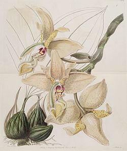 Stanhopeaxquadricornis - Edwards vol 24 (NS 1) pl 5 (1838). 
 jpg