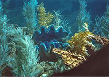 A giant clam seen through a submarine porthole. SubmarineClam wb.jpg