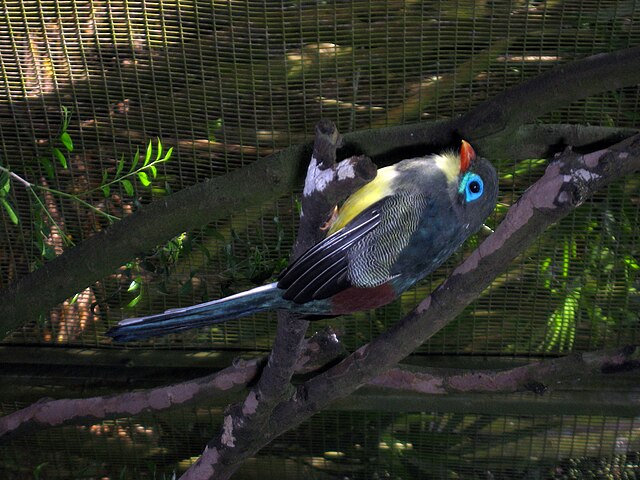 Sumatran Trogon 1.jpg