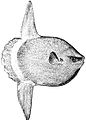 Image 42The huge ocean sunfish, a true resident of the ocean epipelagic zone, sometimes drifts with the current, eating jellyfish. (from Pelagic fish)