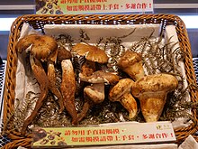 Catathelasma imperiale for sale in Hong Kong Swollen-stalked catathelasma from market.jpg