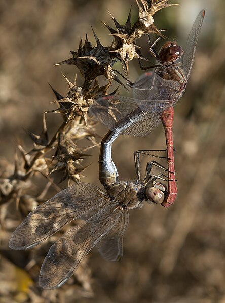 File:Sympetrum meridionale, Attica, Greece.jpg