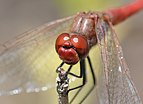 Sympetrum sanguineum