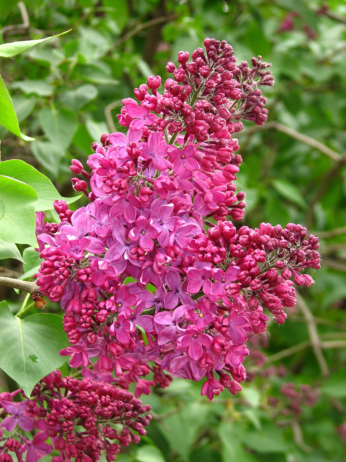 Астра Syringa Orange