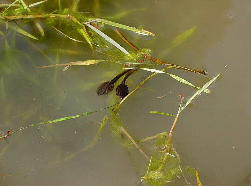 File:Tadpoles by the bucketload - geograph.org.uk - 3989243.jpg