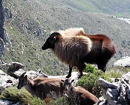 Tahr herd on Devil's Peak before culling began. Tahr Devils Peak 2004.jpg