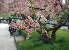 Tamarix-pentandra-flowers.JPG