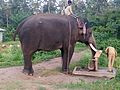 Tamed wild Indian elephant drinking water from handpump.jpg