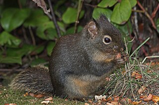Douglas squirrel species of mammal