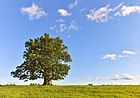 English Oak (Quercus robur; Paprastasis azuolas) Tamme-Lauri Tamm suvel.jpg
