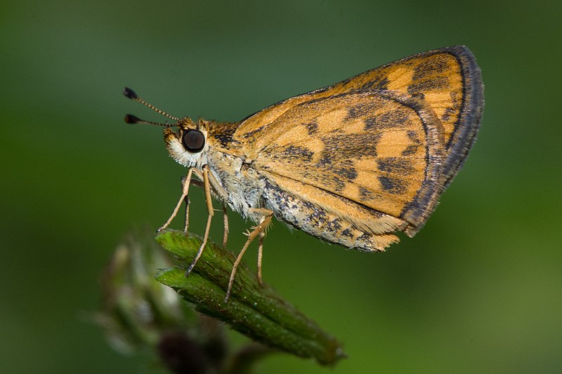 File:Taractrocera-ceramas-from-kottayam-kerala.jpg