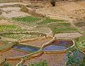 Culture de taro à Madagascar