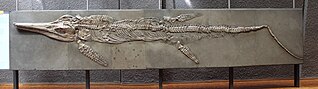 Vue de côté d'un squelette fossile d'un reptile marin implanté sur une grande plaque.